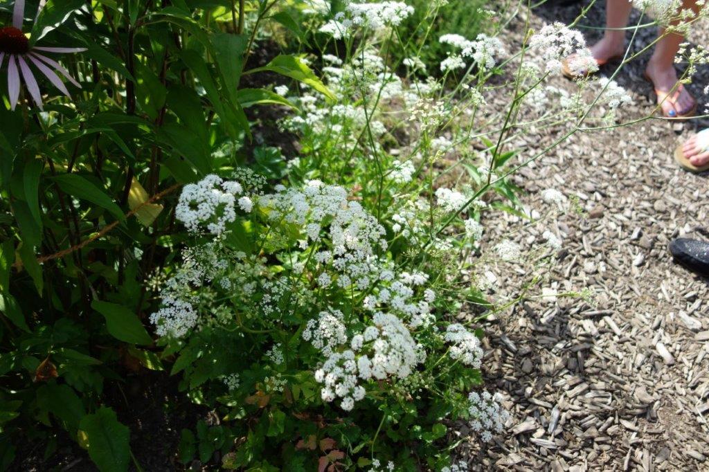 phytotherapie_01.jpg