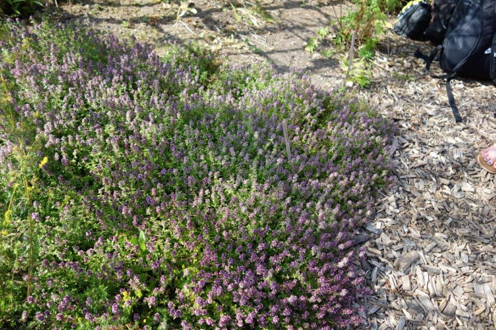 phytotherapie_03.jpg